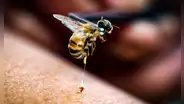 Científicos revelan que el veneno de abeja destruye células del cáncer de mama en solo 60 minutos
