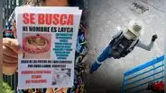 Perrita agredida por trabajador desaparece tras ser enviada a un hogar temporal en Arequipa