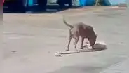 Astuto perrito se hace el muerto para escapar del ataque de un pitbull: “Dio una lección de supervivencia”