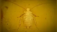 La cucaracha prehistórica de hace 99 millones de años que vivió con dinosaurios y fue hallada intacta