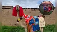 Un burro y una llama impulsan la educación en Perú y llegan a cientos de escolares de las más lejanas comunidades