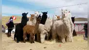 Robo de ganado en Puno: delincuentes se llevan 40 llamas y alpacas valorizadas en más de S/16.000 y Policía no atendió denuncia por ser feriado
