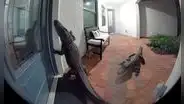 ¡Insólito! Pareja de cocodrilos causa pánico y deja en shock a una mujer al ver que le tocan el timbre para entrar a su casa