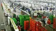 Agroexportaciones superaron los US$2.233 millones: uvas, arándanos y mangos movieron la aguja