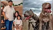 Niña muere en brutal ataque de 6 perros pitbulls cuando su niñera se desmayó: caninos fueron sacrificados en Indiana