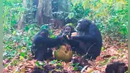 Chimpancés son captados embriagándose con fruta fermentada en Guinea-Bissau: biólogos lo asocian con el consumo de alcohol en humanos