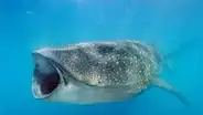Así es el tiburón ballena: es del tamaño de un bus escolar y habita en las profundidades del océano Atlántico