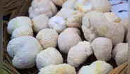 Biólogos australianos descubren un superalimento para el cerebro que mejora la memoria y regenera sus neuronas