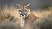 Brutal ataque a Puma conmociona Chile: animal fue desmembrado al interior del Parque Torres del Paine