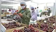 Uvas y mangos peruanos impulsan crecimientos de exportaciones no tradicionales agrarias: en total suman US$2.068 millones en 2025