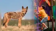 Tiempo de coyotes en Texas 2025: conoce cómo proteger a los niños y mascotas de posibles ataques