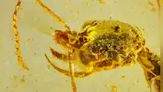 Paleontólogos descubren la especie de hormiga más antigua que vivió en Sudamérica hace 113 millones de años