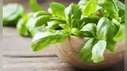 Descubre la hoja medicinal que ayuda a controlar la presión arterial y decir adiós a las várices