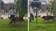 Joven se reencuentra con su mascota después de 3 años y reacción del can es viral: “Nunca olvidan”