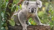 Australia sacrifica más de 700 koalas con francotiradores desde helicópteros para evitar la sobrepoblación