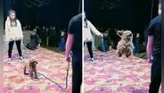 Perrito emociona en redes al saltar perfectamente la cuerda en competencia: "Se robó el show"