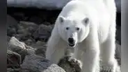 Cámara capta el preciso instante en el que un hombre se salva de un ataque de un oso polar: escapó en moto de nieve