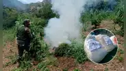 Incautan más de 1.400 kilos de marihuana y destruyen 7 hectáreas de sembríos en la sierra de La Libertad