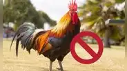 Proyecto de ley limitaría el número de gallos por propiedad en California en medio de contagios por gripe aviar