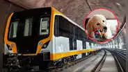 Buenas noticias para dueños de mascotas: Línea 2 del Metro ya permite llevarlas bajo ciertas condiciones