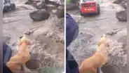 Perrito llora desconsolado al ver que huaico sepultó a su dueño en su casa de Huaraz