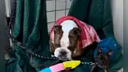 Hallan en Texas a perro desaparecido en California hace cuatro años: así fue el emotivo reencuentro