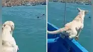 Perrito tuvo inesperada reacción al ver a un lobo marino acercándose en el mar: "Al dueño se le bajó la glucosa"