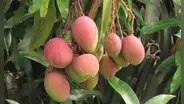 ¿Sabes cómo se llama el árbol que da el mango? Descubre su poco conocido nombre