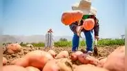 Perú logra acuerdo con este importante país de Sudamérica para exportar papa fresca: nación tiene más de 210 millones de habitantes