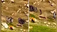 Grupo de pingüinos se encuentran en camino: uno se confunde de bando y su 'amigo' lo trae de vuelta