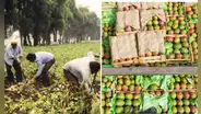 Estas dos frutas peruanas impulsan el crecimiento del sector agropecuario: su producción aumentó por encima del 100%