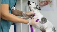 Campaña veterinaria gratuita para mascotas durante mayo 2025: conoce las especialidades y en qué distritos de Lima