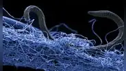 Científicos descubren que un grupo de bacterias aprendió a utilizar la electricidad como una herramienta de limpieza