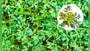 Descubre el significado espiritual de la floración de la ruda en tu jardín según el feng shui