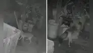 Zorro causa alarma en Ate tras ataque a animales de corral y vecinos lo apodan 'Run Run 2': "Pensamos que era un perro"