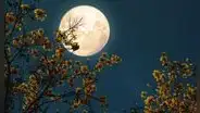 Luna llena de mayo 2025 en Venezuela: horario y cómo ver la luna de flores, según NASA