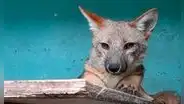 ¿Qué pasó con Run Run, el zorrito que generó revuelo al ser vendido como pastor alemán en Lima y trasladado a un zoológico de Cajamarca?