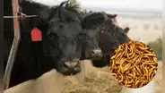 ¿Qué es el gusano barrenador en México y qué tiene que ver con que EE.UU. suspendiera la compra de ganado?