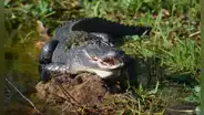 ¿Qué hacer si un caimán te ataca? Autoridades de Florida explican las medidas a seguir tras un trágico incidente