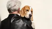 ¿Cuándo un perro ha llegado a la vejez? Descubre los factores que determinan el inicio de la longevidad