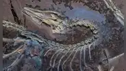 Científicos descubren que un dinosaurio emplumado terrestre y parecido a una gallina sí era capaz de volar