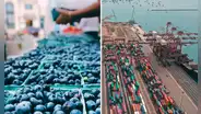 Agroexportaciones peruanas siguen creciendo en 2025: uvas y arándanos impulsan el sector que suma casi US$3.000 millones