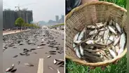 El país de América Latina donde ocurre una increíble lluvia de peces: un evento natural que alimenta a todo un pueblo