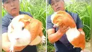 Ganadero peruano muestra ‘gigantesco’ cuy que pesa casi 3 kilos y usuarios bromean: “¿Viene con cuenta BCP?”