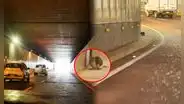 Gatito lleva más de un mes atrapado en túnel de Benavides en Surco: vecinos claman por rescate urgente