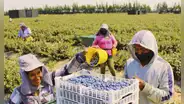 Áreas rurales en Perú registran más empleo, pero mayor informalidad que en zonas urbanas: trabajo informal supera el 90%, según INEI