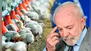Brasil suspende venta de pollo en un país de Sudamérica, China y la Unión Europea por caso de gripe aviar