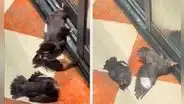 Aves sorprenden al fingir estar heridas al ver que hombre alimentó a su compañera lastimada: “Merecen un Oscar”