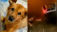 Perrita muere desgarrada protegiendo a su dueña de tres dogos argentinos en Chiclayo: "No merecía sufrir"