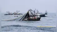 ONG Oceana recibe ataques por oponerse a pesca industrial en Paracas y Nasca